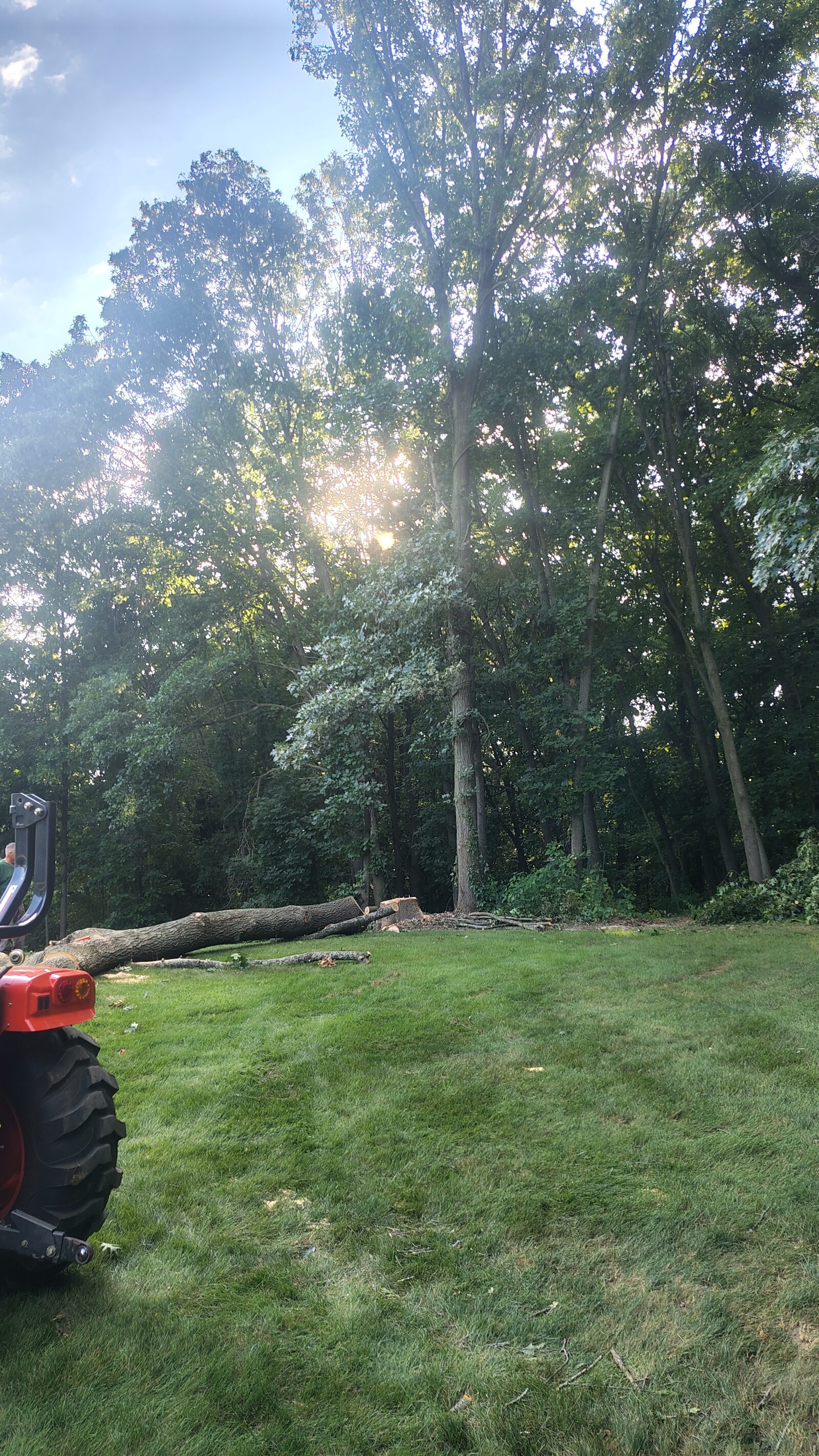 Same backyard in Plainwell, Michigan after tree removal — sun streaming across a clear lawn with felled trunks in the background