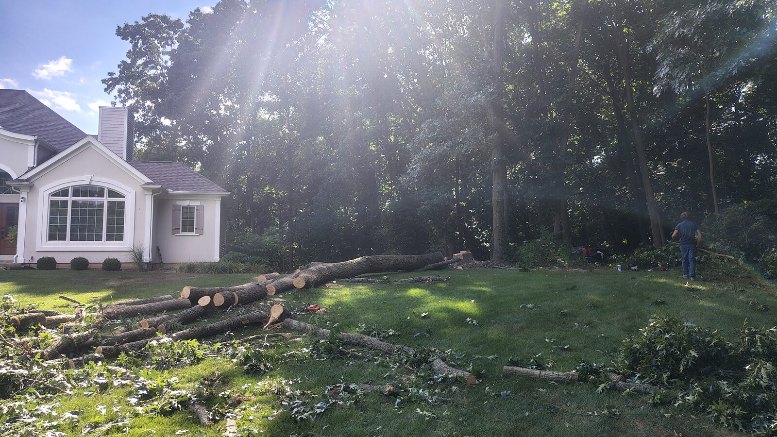 Logs sectioned and stacked at the Plainwell job site, white house in the background