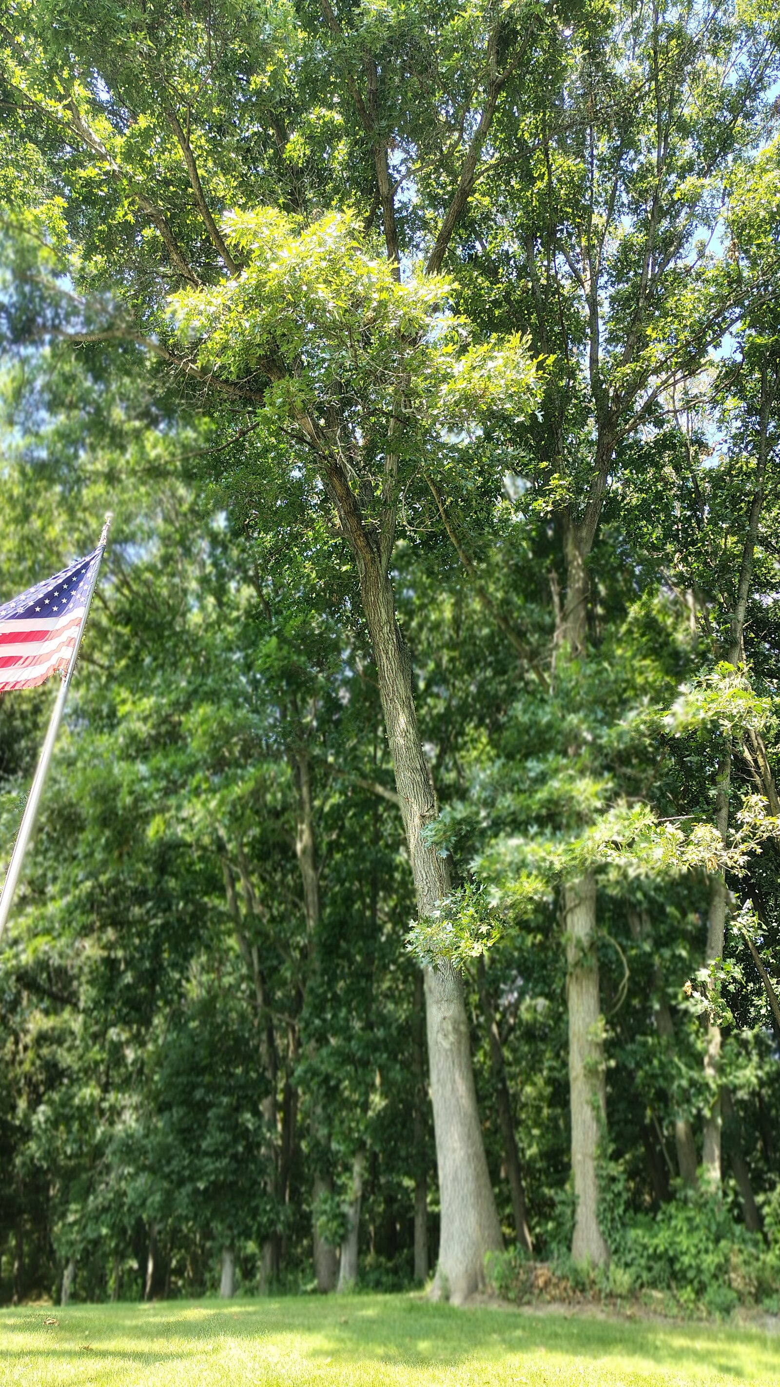 Backyard in Plainwell, Michigan before tree removal — tall mature trees lining the property with an American flag in the foreground